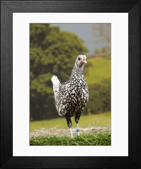 Framed Print : Picture No. 11770697 Framed Print : Picture No. 11770697