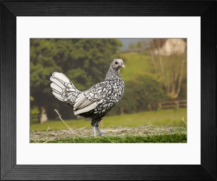 Framed Print : Picture No. 11770699
