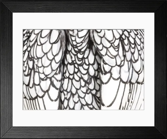 Framed Print : Picture No. 11770700 Framed Print : Picture No. 11770700