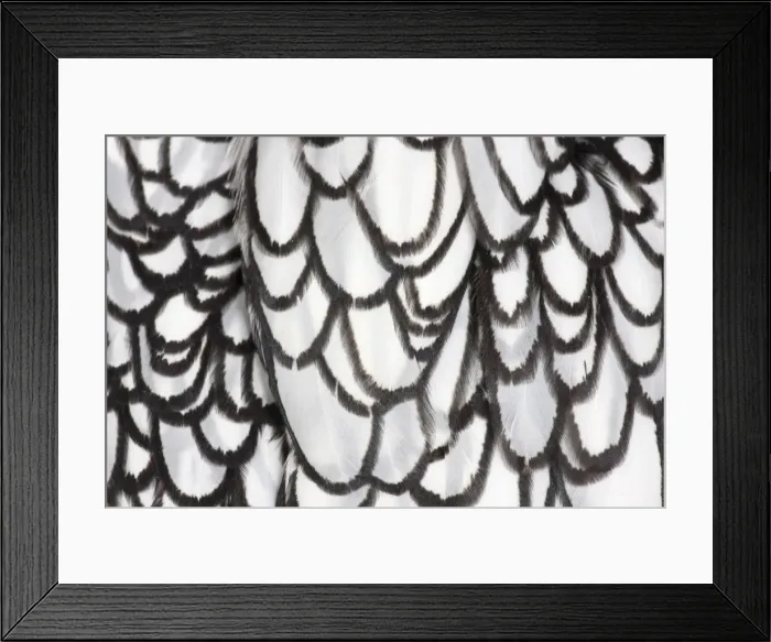 Framed Print : Picture No. 11770701 Framed Print : Picture No. 11770701
