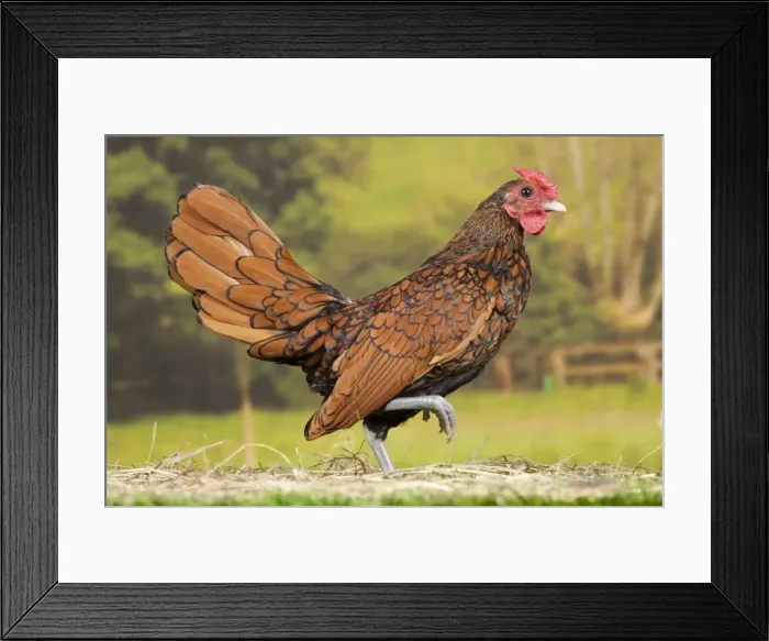 Framed Print : Picture No. 11770703 Framed Print : Picture No. 11770703