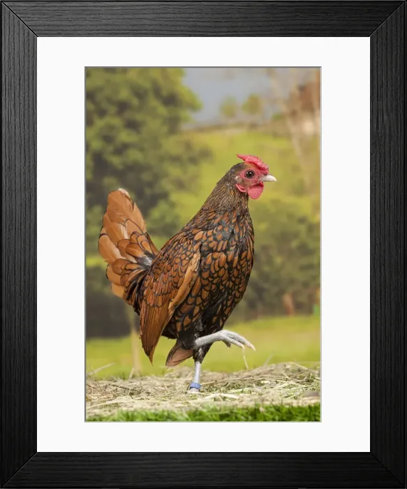 Framed Print : Picture No. 11770704 Framed Print : Picture No. 11770704