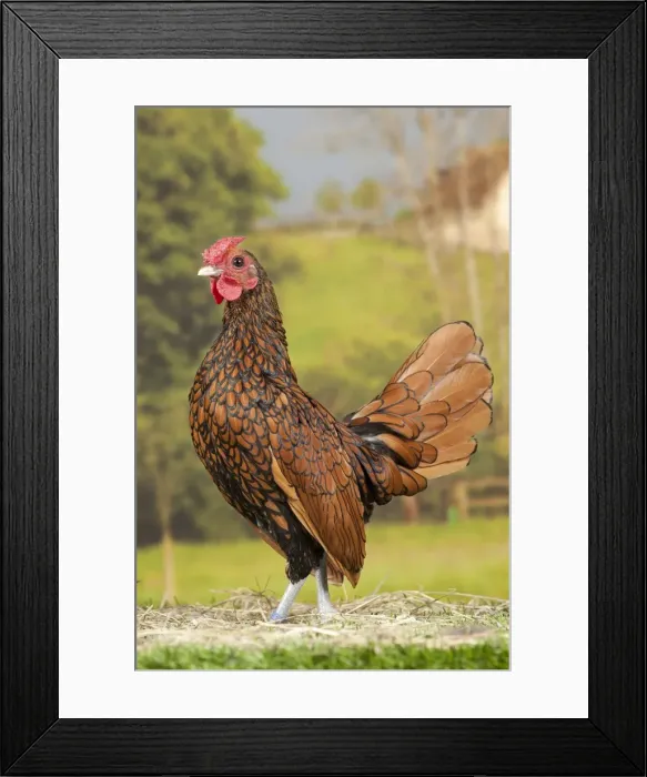 Framed Print : Picture No. 11770705 Framed Print : Picture No. 11770705