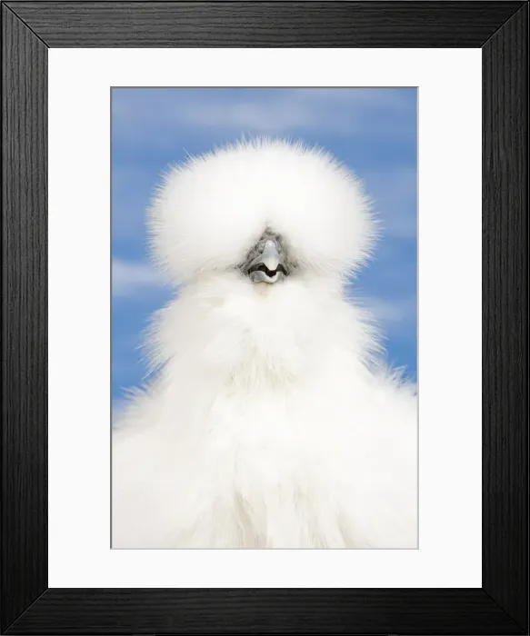 Framed Print : Picture No. 11770707 Framed Print : Picture No. 11770707