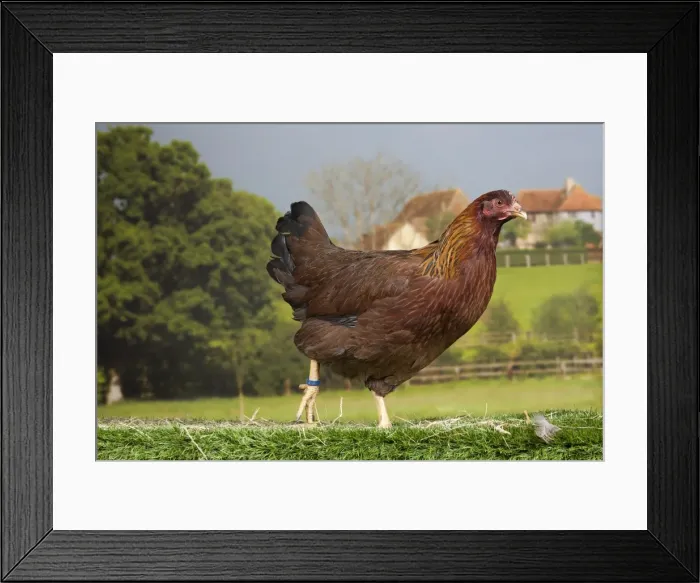 Framed Print : Picture No. 11770709 Framed Print : Picture No. 11770709