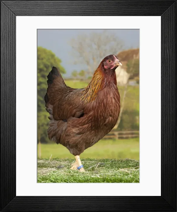 Framed Print : Picture No. 11770710 Framed Print : Picture No. 11770710