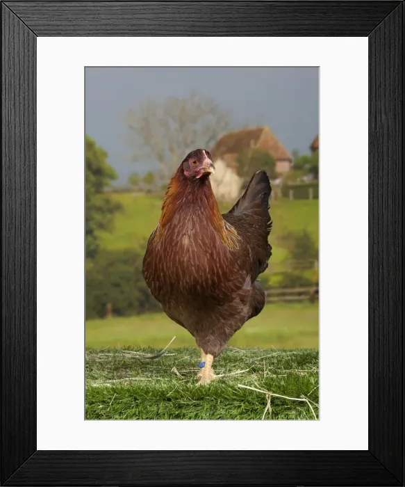 Framed Print : Picture No. 11770711 Framed Print : Picture No. 11770711