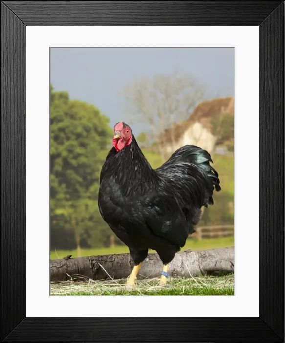 Framed Print : Picture No. 11770712 Framed Print : Picture No. 11770712