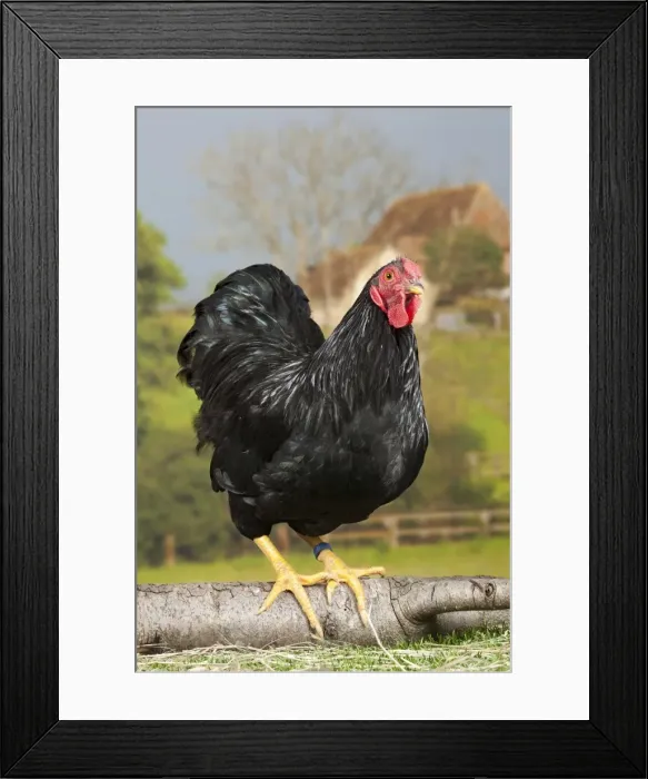 Framed Print : Picture No. 11770713 Framed Print : Picture No. 11770713
