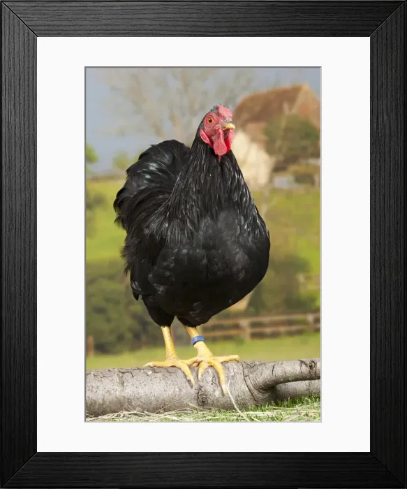 Framed Print : Picture No. 11770714 Framed Print : Picture No. 11770714
