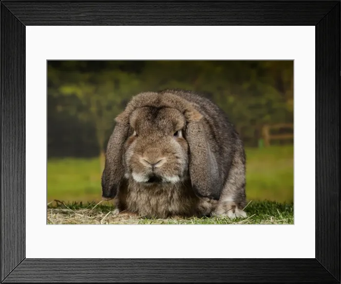 Framed Print : Picture No. 11770715 Framed Print : Picture No. 11770715