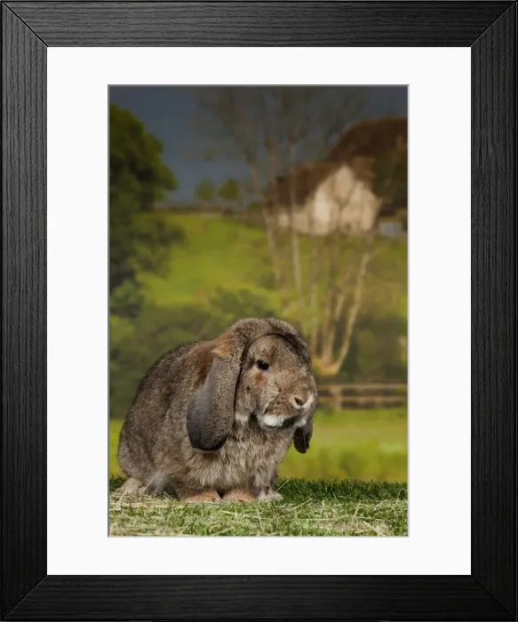 Framed Print : Picture No. 11770716 Framed Print : Picture No. 11770716
