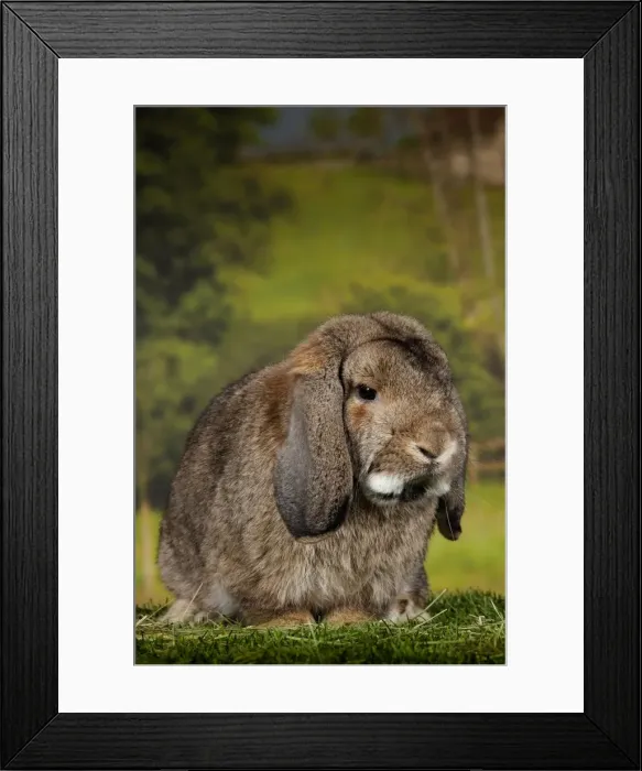 Framed Print : Picture No. 11770717 Framed Print : Picture No. 11770717