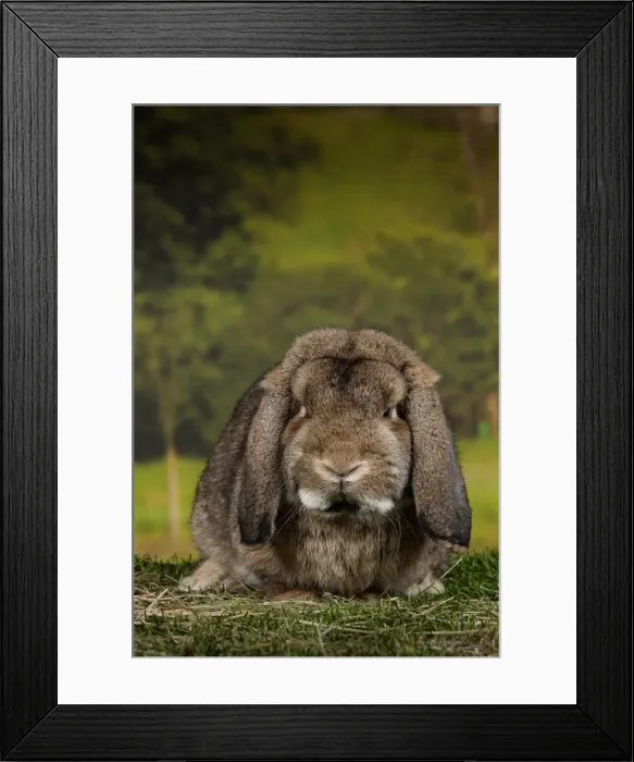 Framed Print : Picture No. 11770718 Framed Print : Picture No. 11770718