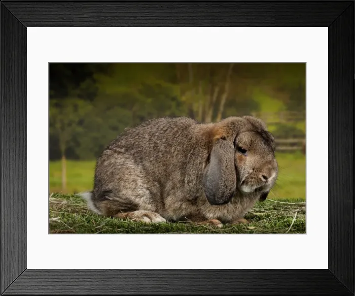 Framed Print : Picture No. 11770719 Framed Print : Picture No. 11770719