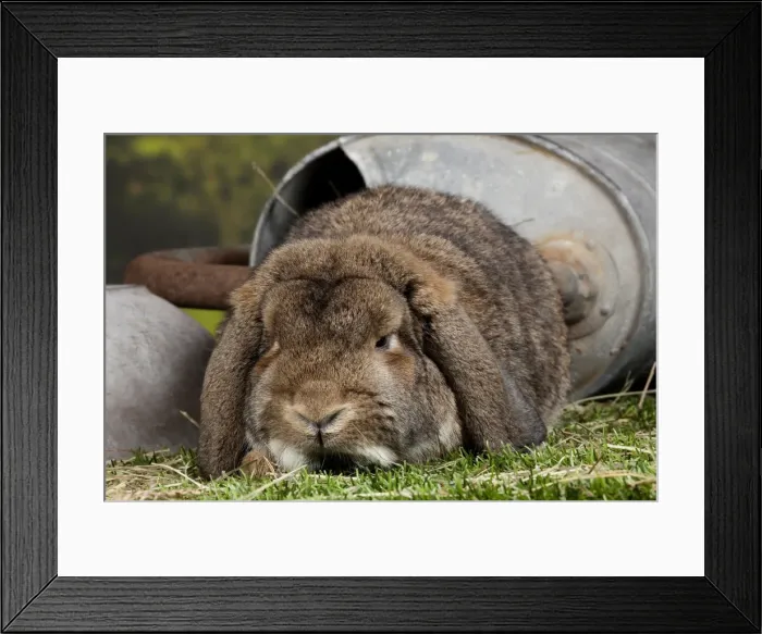 Framed Print : Picture No. 11770720 Framed Print : Picture No. 11770720