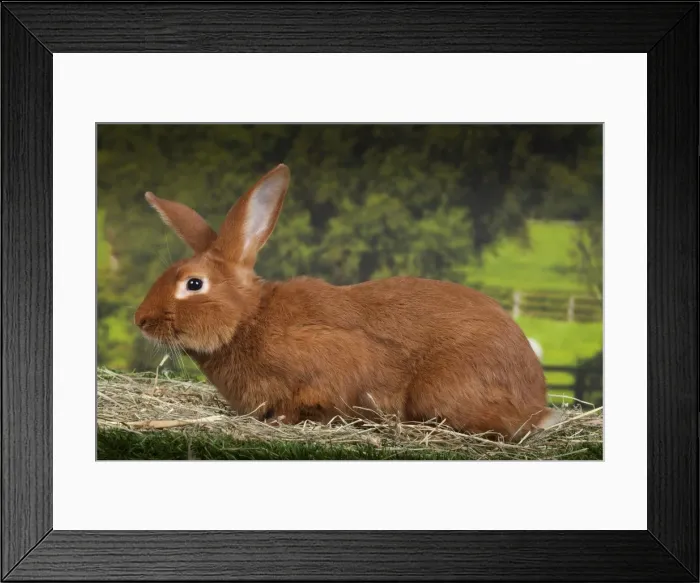 Framed Print : Picture No. 11770721 Framed Print : Picture No. 11770721