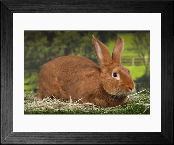 Framed Print : Picture No. 11770722 Framed Print : Picture No. 11770722