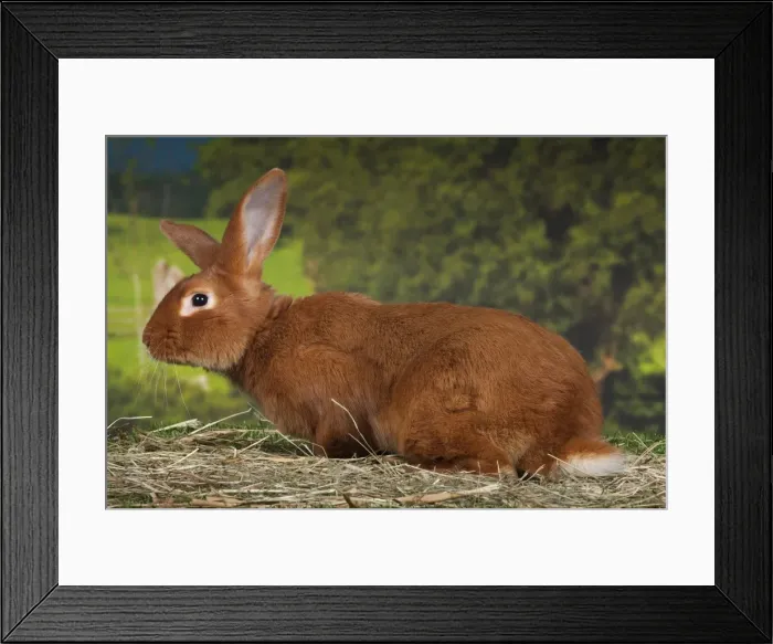 Framed Print : Picture No. 11770723 Framed Print : Picture No. 11770723