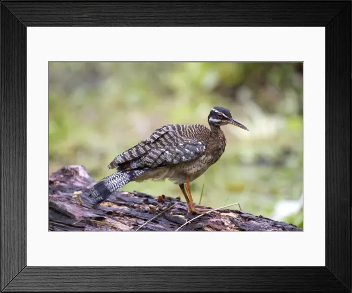Framed Print : Picture No. 11770724 Framed Print : Picture No. 11770724