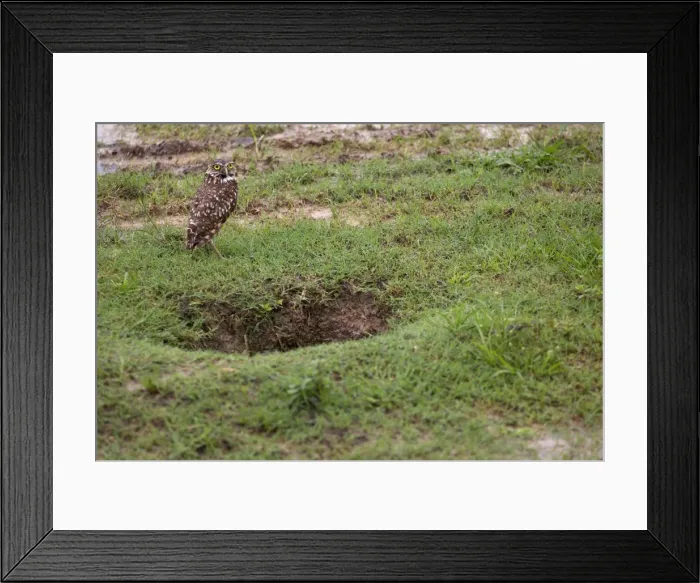 Framed Print : Picture No. 11770725 Framed Print : Picture No. 11770725