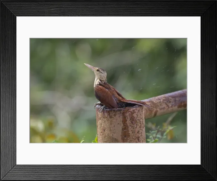 Framed Print : Picture No. 11770726 Framed Print : Picture No. 11770726