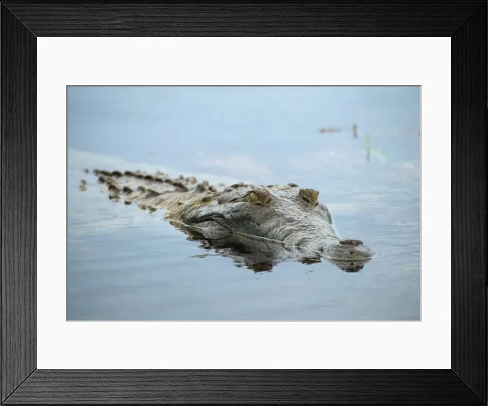 Framed Print : Picture No. 11770727 Framed Print : Picture No. 11770727