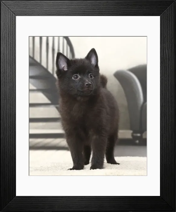Framed Print : Picture No. 11770728 Framed Print : Picture No. 11770728