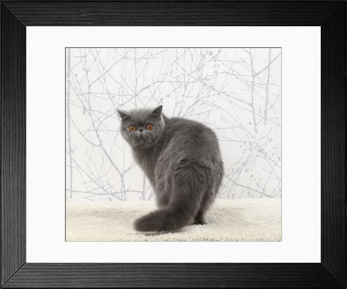 Framed Print : Picture No. 11770731 Framed Print : Picture No. 11770731