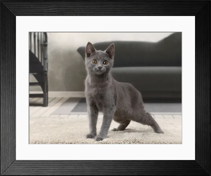 Framed Print : Picture No. 11770735 Framed Print : Picture No. 11770735