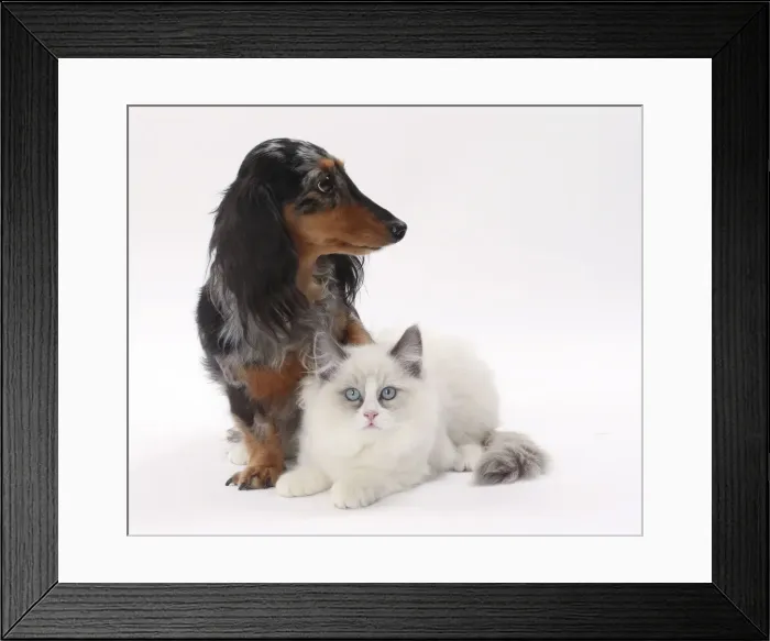 Framed Print : Picture No. 11770742 Framed Print : Picture No. 11770742