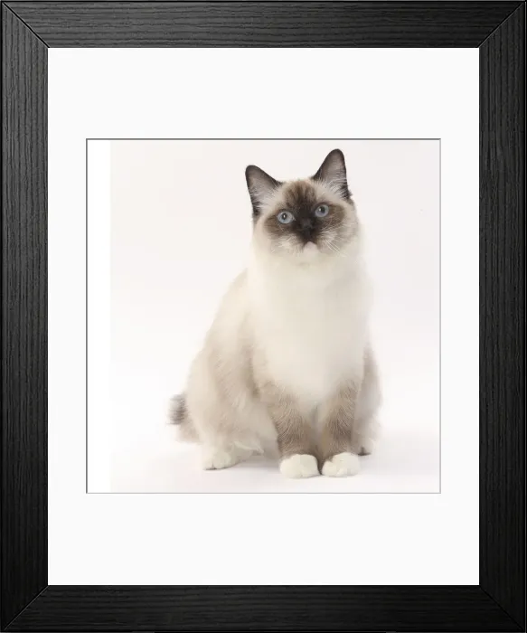 Framed Print : Picture No. 11770744 Framed Print : Picture No. 11770744
