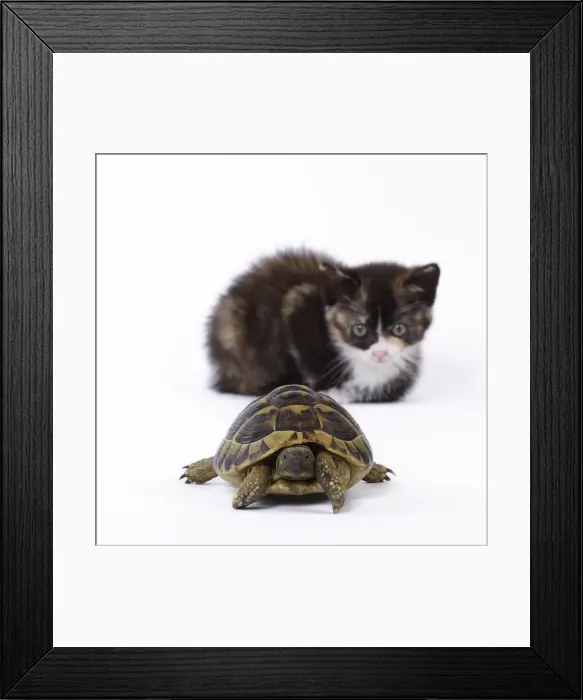 Framed Print : Picture No. 11770751 Framed Print : Picture No. 11770751