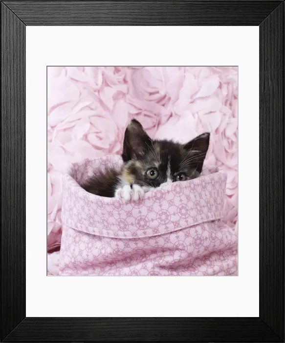 Framed Print : Picture No. 11770752 Framed Print : Picture No. 11770752