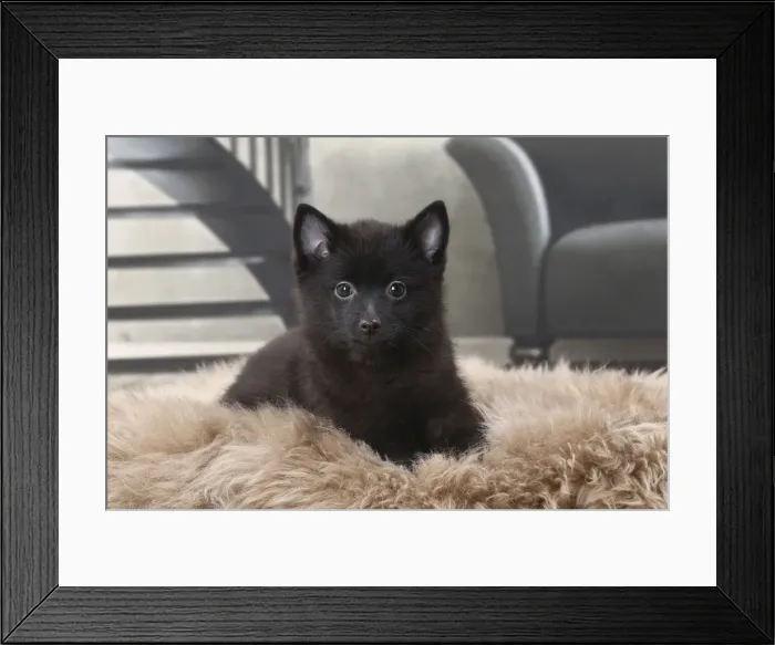 Framed Print : Picture No. 11770754 Framed Print : Picture No. 11770754