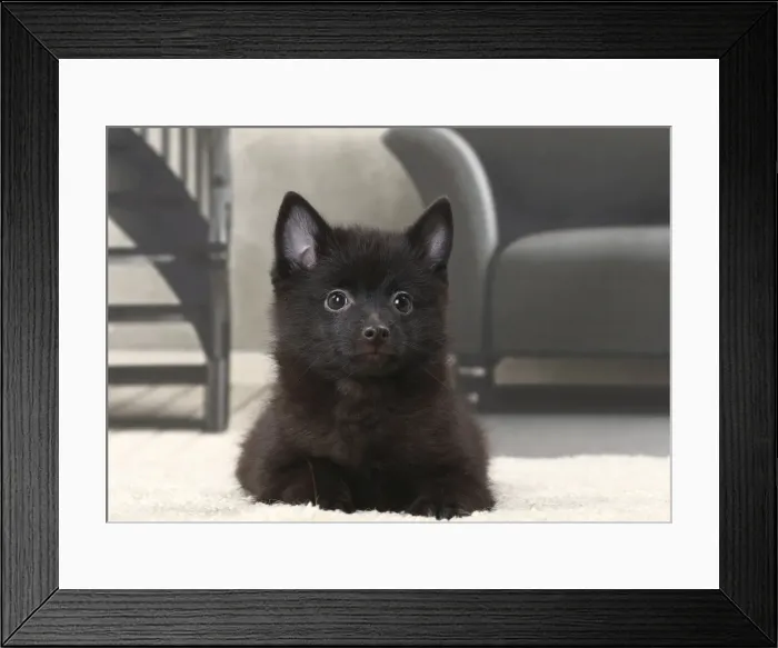 Framed Print : Picture No. 11770755 Framed Print : Picture No. 11770755