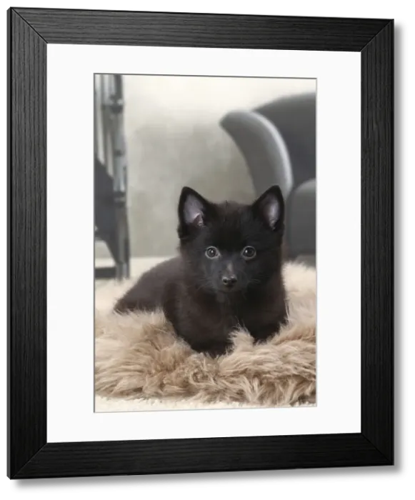 Framed Print : Picture No. 11770753 Framed Print : Picture No. 11770753