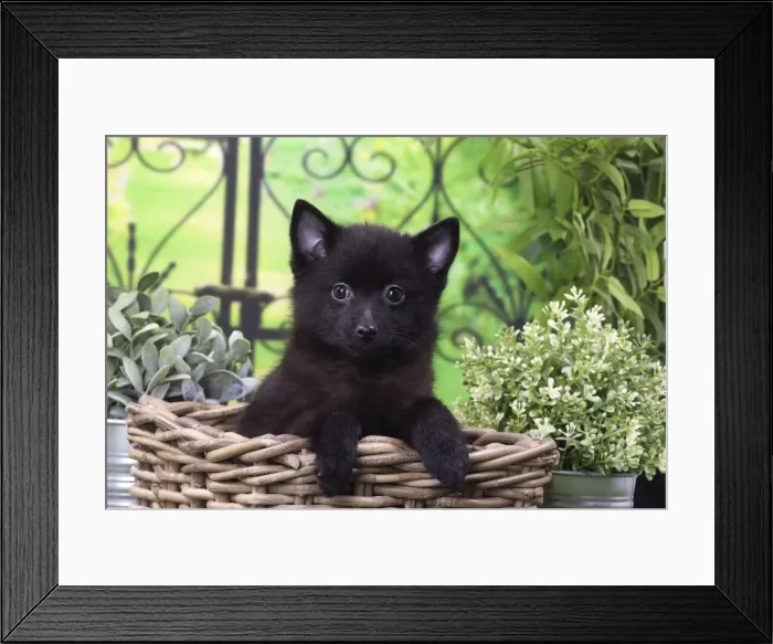 Framed Print : Picture No. 11770756 Framed Print : Picture No. 11770756