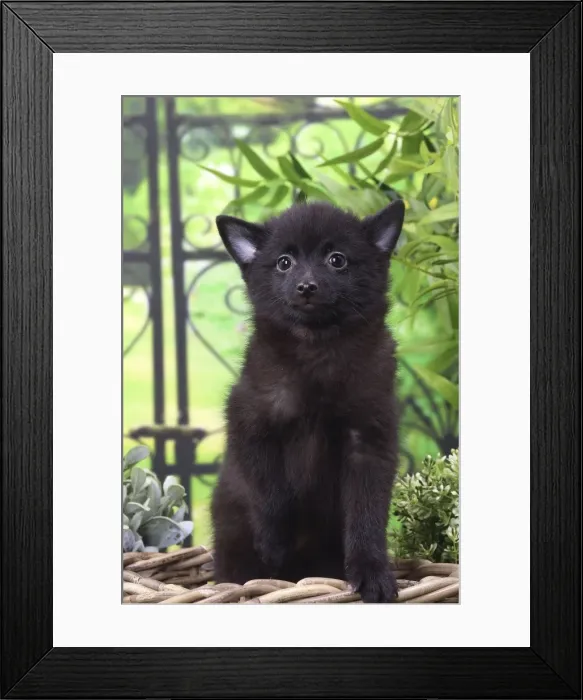 Framed Print : Picture No. 11770757 Framed Print : Picture No. 11770757