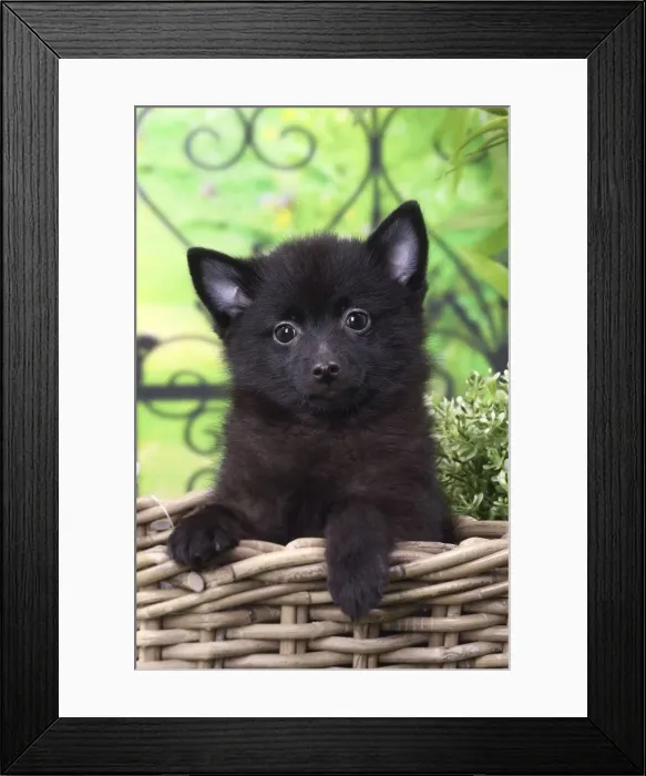 Framed Print : Picture No. 11770758 Framed Print : Picture No. 11770758