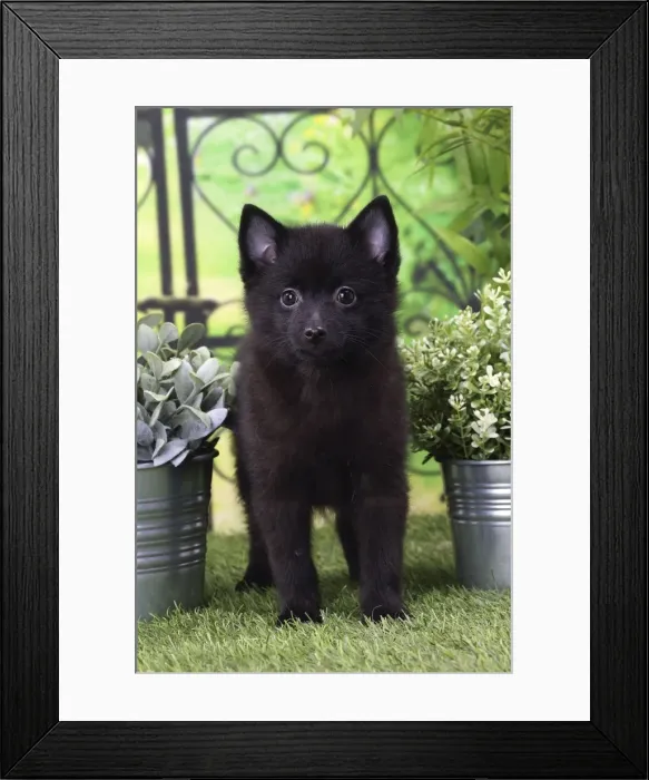 Framed Print : Picture No. 11770759 Framed Print : Picture No. 11770759
