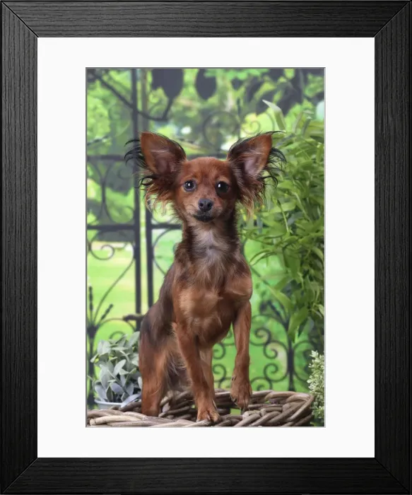 Framed Print : Picture No. 11770760 Framed Print : Picture No. 11770760