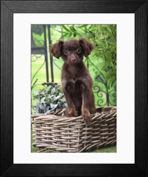 Framed Print : Picture No. 11770761 Framed Print : Picture No. 11770761