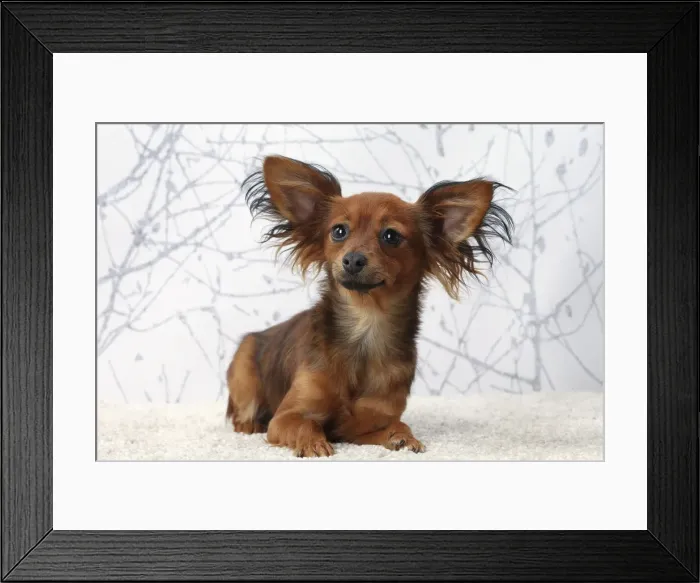 Framed Print : Picture No. 11770762 Framed Print : Picture No. 11770762