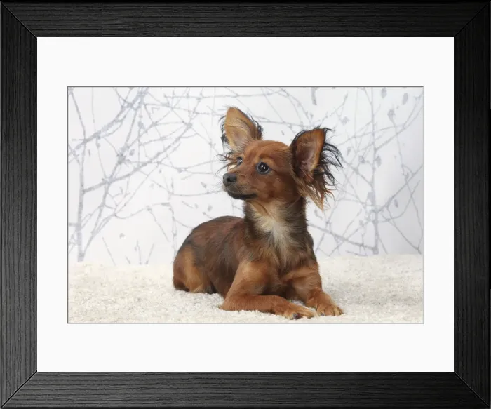 Framed Print : Picture No. 11770763 Framed Print : Picture No. 11770763