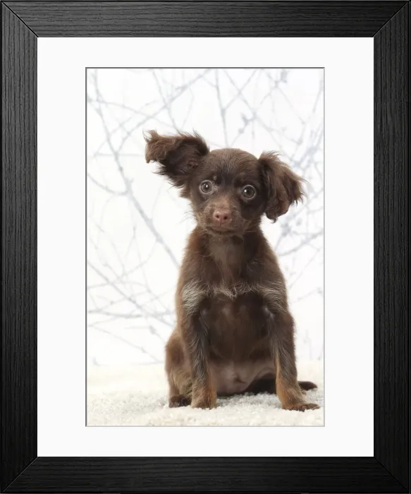 Framed Print : Picture No. 11770764 Framed Print : Picture No. 11770764