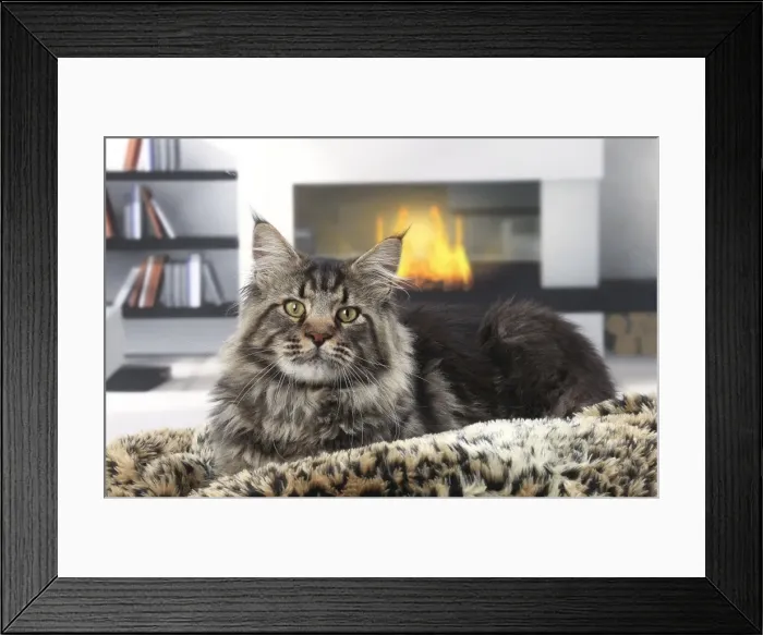 Framed Print : Picture No. 11770773 Framed Print : Picture No. 11770773