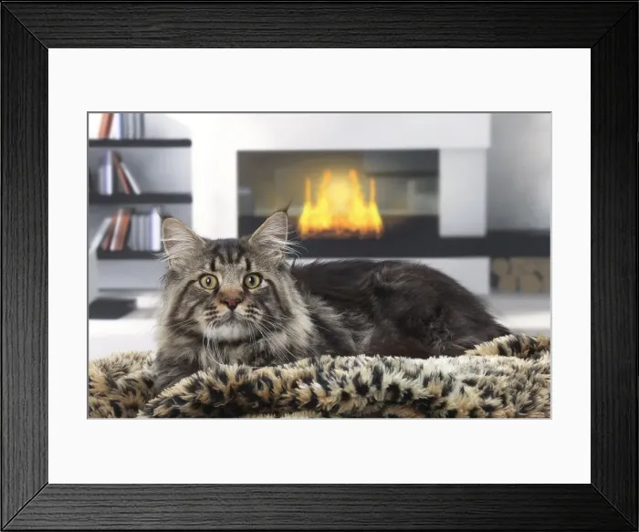Framed Print : Picture No. 11770774 Framed Print : Picture No. 11770774
