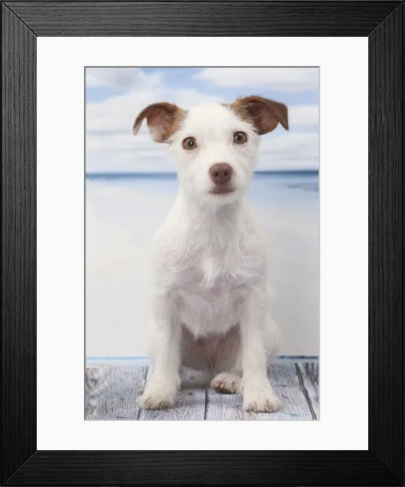 Framed Print : Picture No. 11770777 Framed Print : Picture No. 11770777