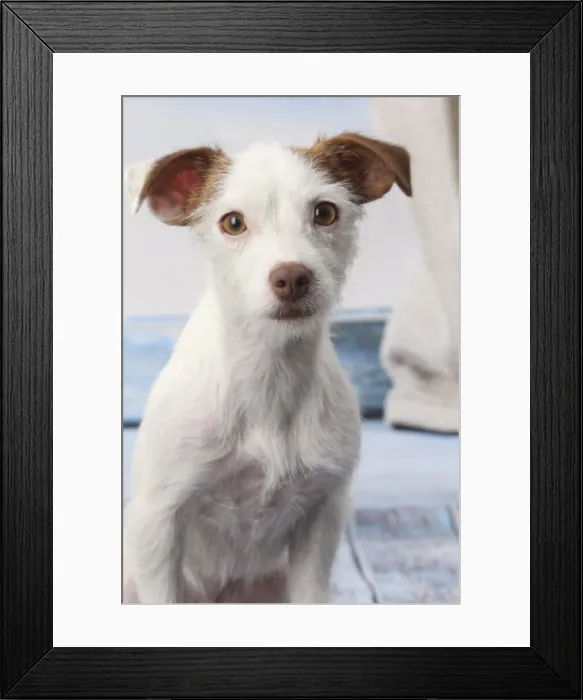 Framed Print : Picture No. 11770780 Framed Print : Picture No. 11770780